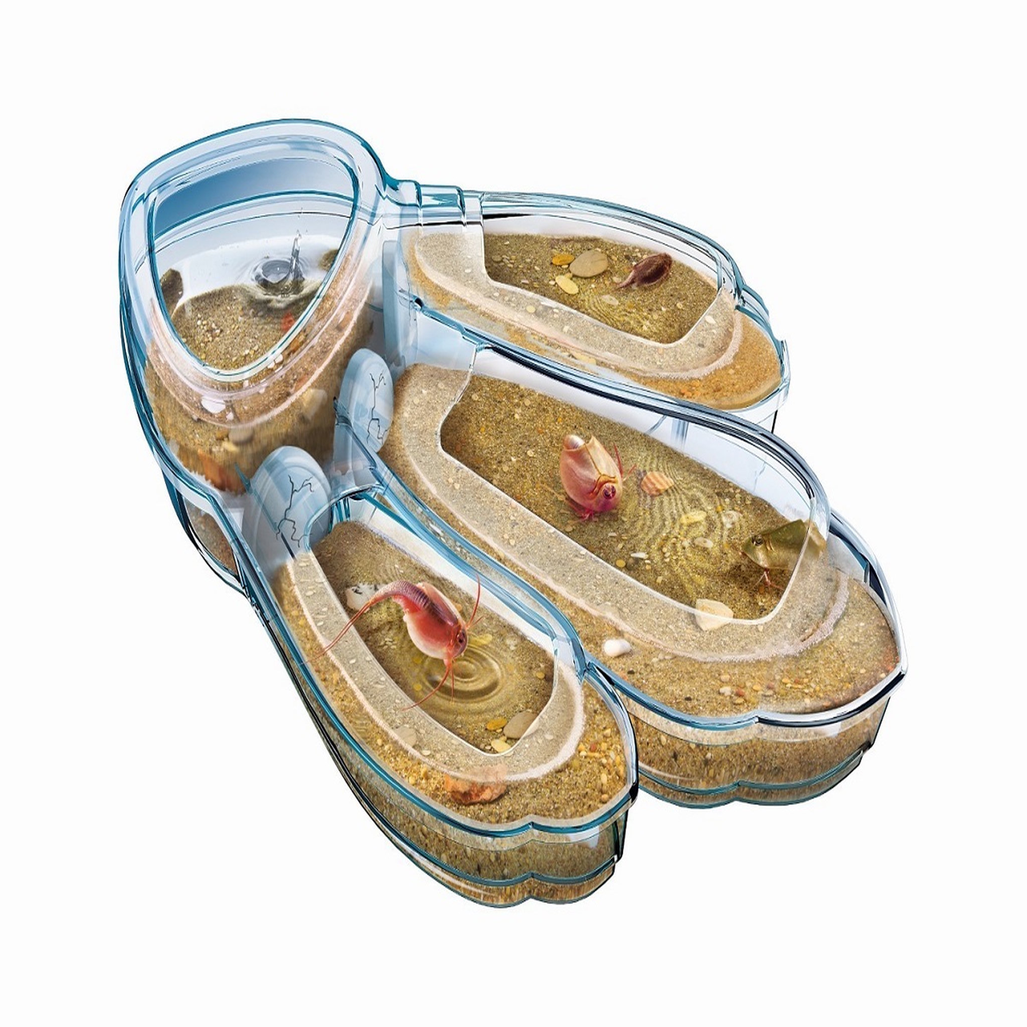 Voir la diapositive 3 : CLEMENTONI Les Triops