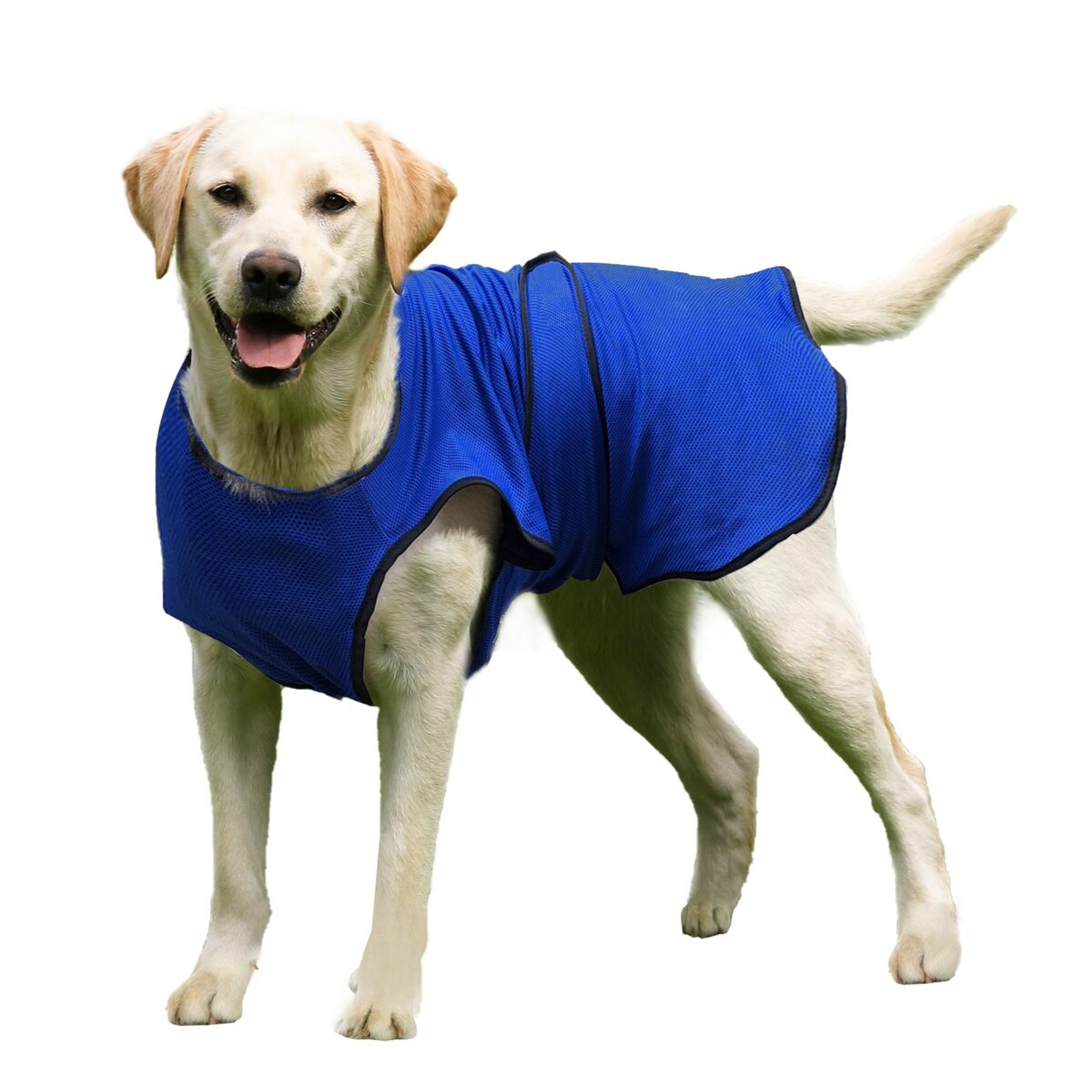 Manteau chien best sale pas cher