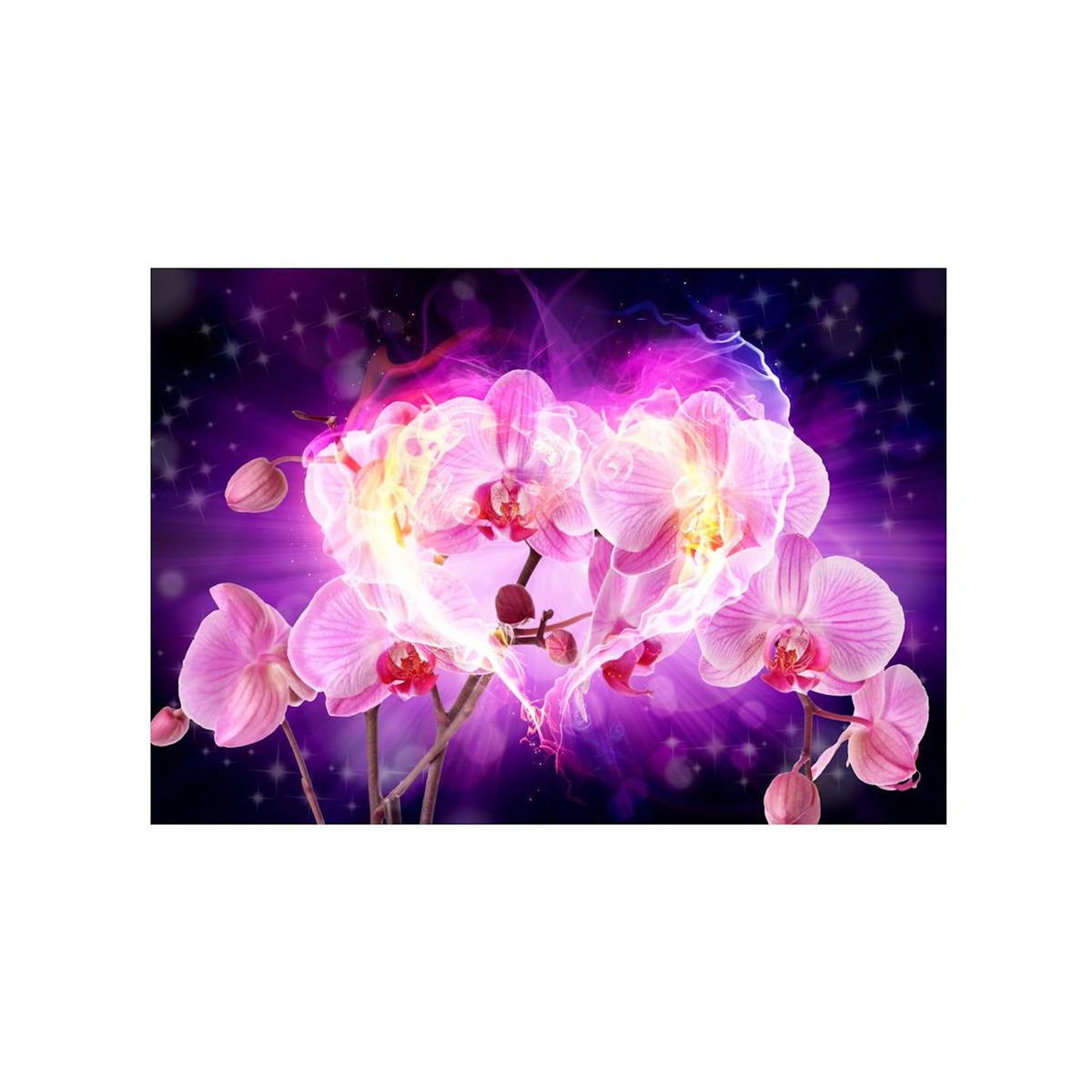 Paris Prix Papier Peint  Orchids in Flames