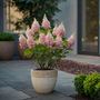 Voir la diapositive 4 : PLANT IN A BOX Hortensia - Set de 4 - Hydrangea paniculata 'Pinky Winky' - H25-40cm - ⌀19cm