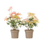 PLANT IN A BOX Andromède du Japon - Set de 2 - Pieris 'Forest Flame' - Hauteur 25-40cm - ⌀17cm