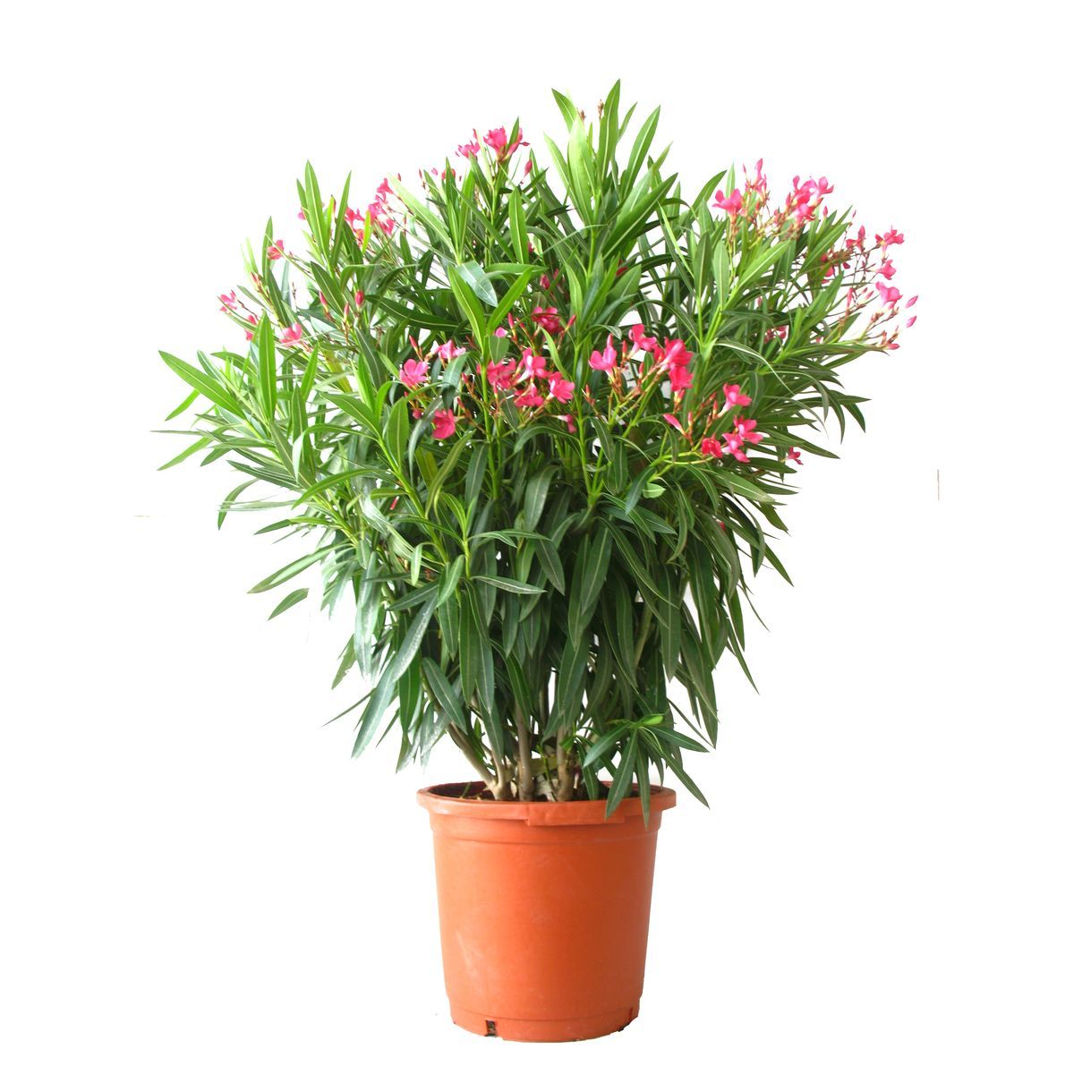 Lot De 2 Laurier Rose - Couleur Rose Pot 26L Haut. 140/150cm