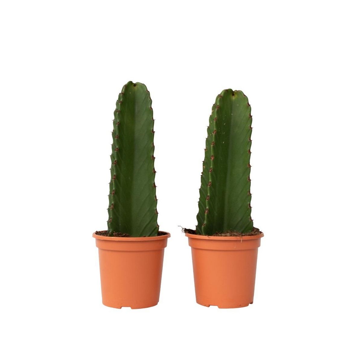PLANT IN A BOX Euphorbe ingens - Set de 2 - Euphorbia ingens - Hauteur 40-50cm - ⌀18cm