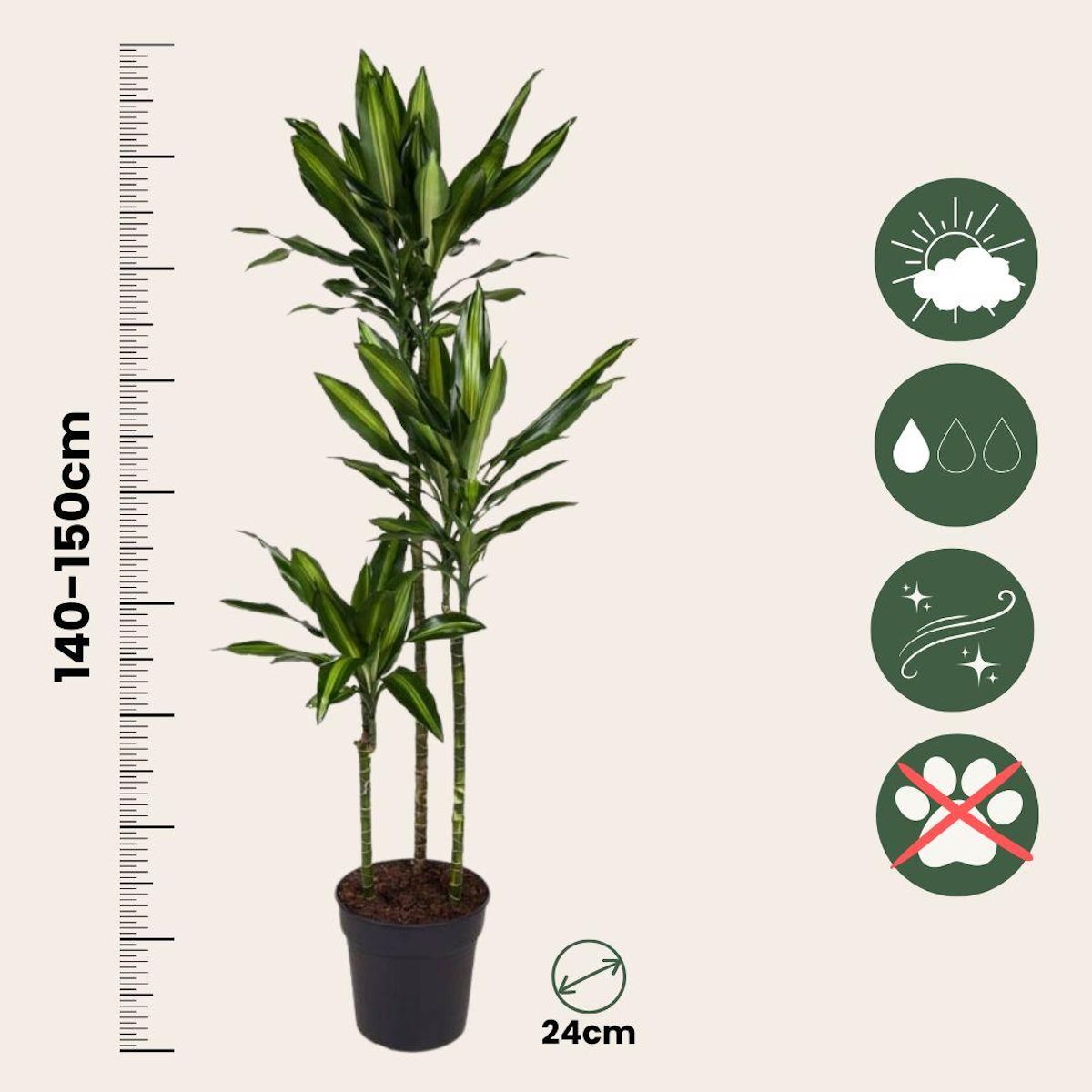 PLANT IN A BOX Dragonnier - Dracaena fragrans 'Cintho' - Hauteur 140-150cm - ⌀24cm