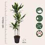 Voir la diapositive 2 : PLANT IN A BOX Dragonnier - Dracaena fragrans 'Cintho' - Hauteur 140-150cm - ⌀24cm