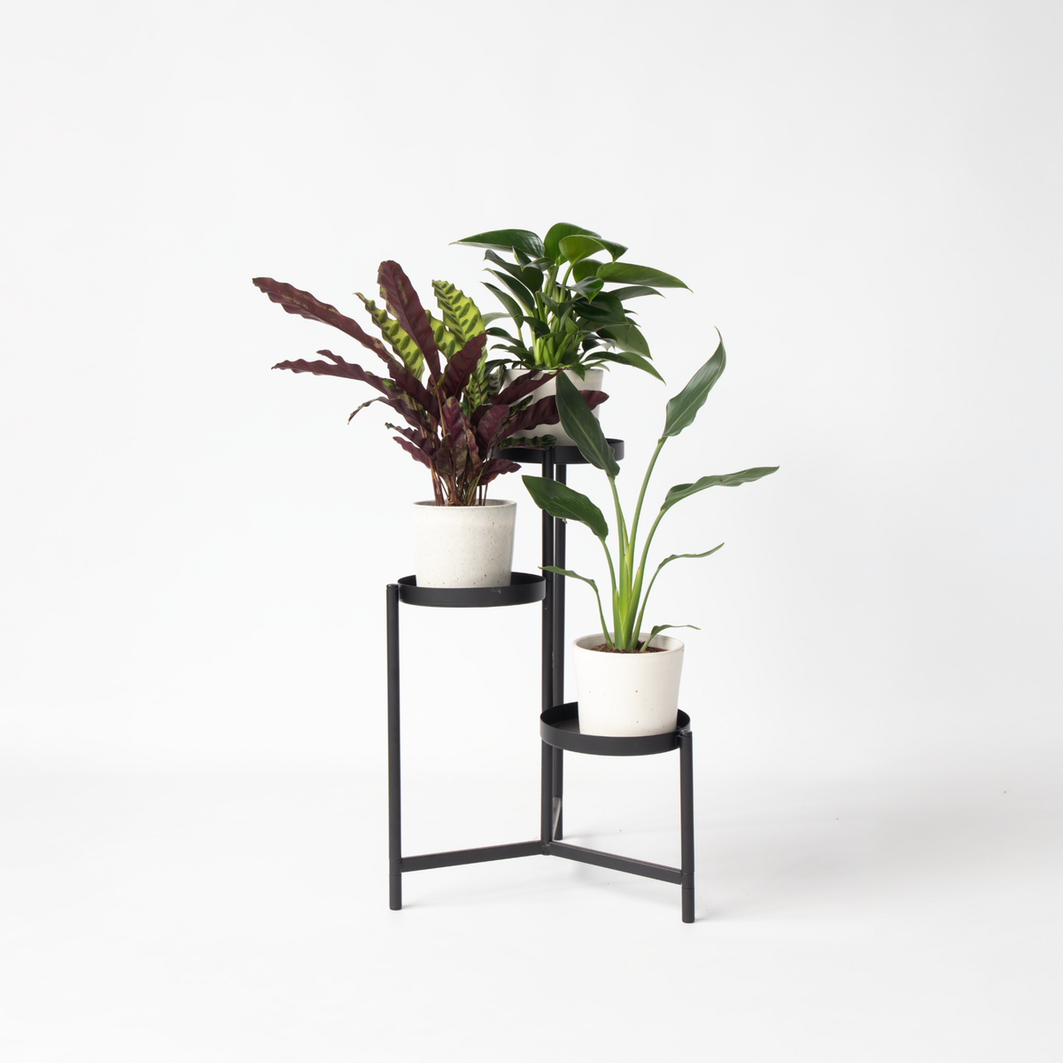 PLANT IN A BOX Mélange de plantes vertes d'intérieur - Set de 3 - Hauteur 25-40cm - ⌀12cm