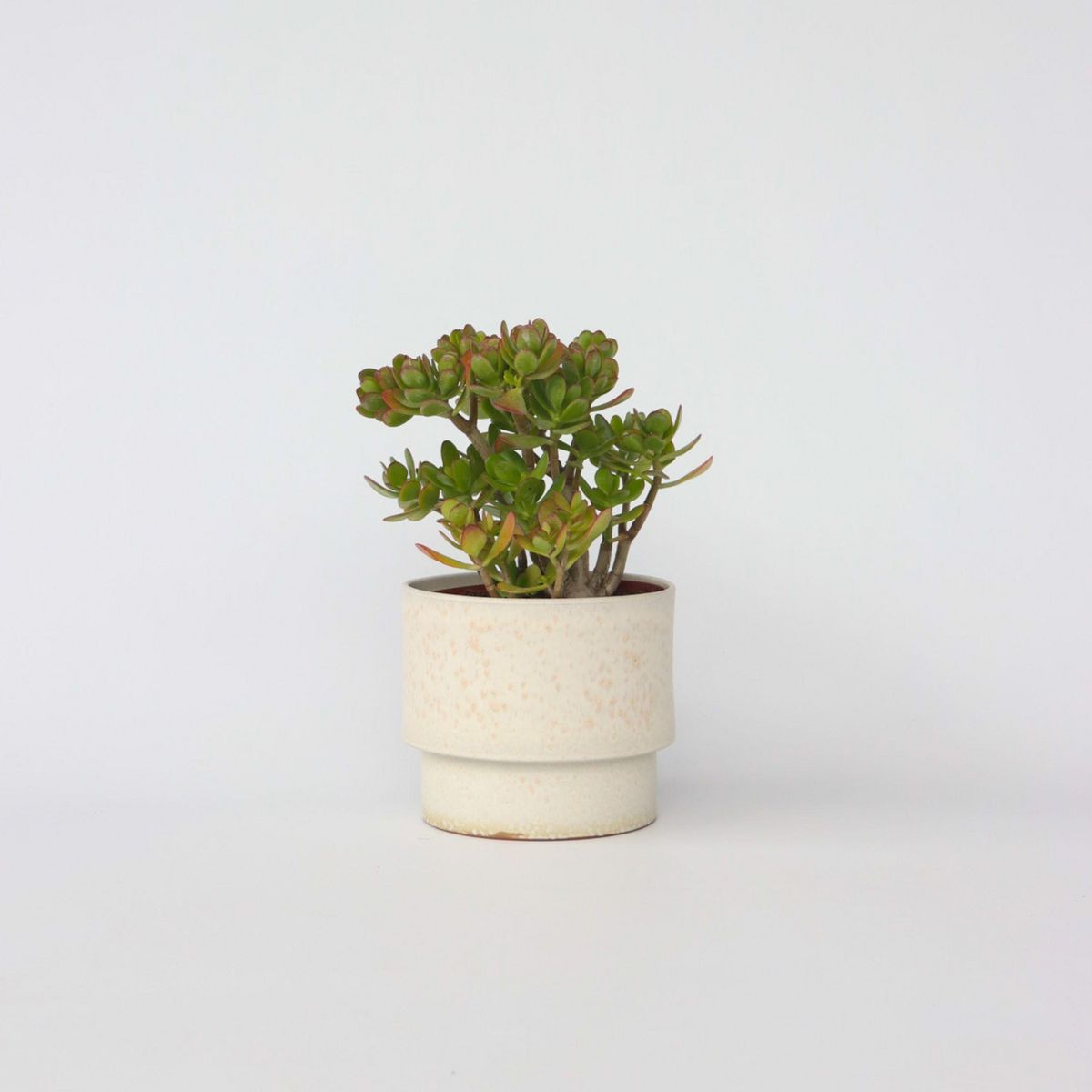 PLANT IN A BOX Arbre de jade - Crassula ovata 'Minor' - Hauteur 45-50cm - ⌀23cm