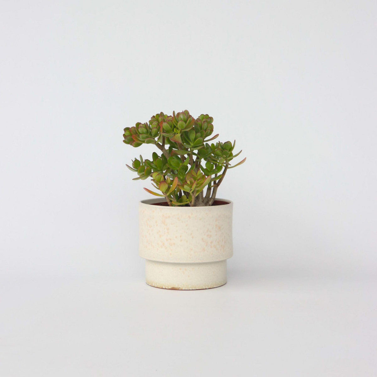 PLANT IN A BOX Arbre de jade - Crassula ovata 'Minor' - Hauteur 45-50cm - ⌀23cm
