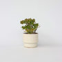 Voir la diapositive 6 : PLANT IN A BOX Arbre de jade - Crassula ovata 'Minor' - Hauteur 45-50cm - ⌀23cm