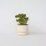 Voir la diapositive 6 : PLANT IN A BOX Arbre de jade - Crassula ovata 'Minor' - Hauteur 45-50cm - ⌀23cm