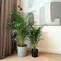Voir la diapositive 4 : PLANT IN A BOX Palmier areca - Dypsis lutescens - Hauteur 140-150cm - ⌀27cm