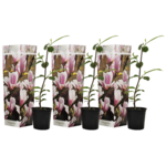 PLANT IN A BOX Arbre à tulipes - Set de 3 - Magnolia 'Soulangea' - Hauteur 25-40cm - ⌀9cm