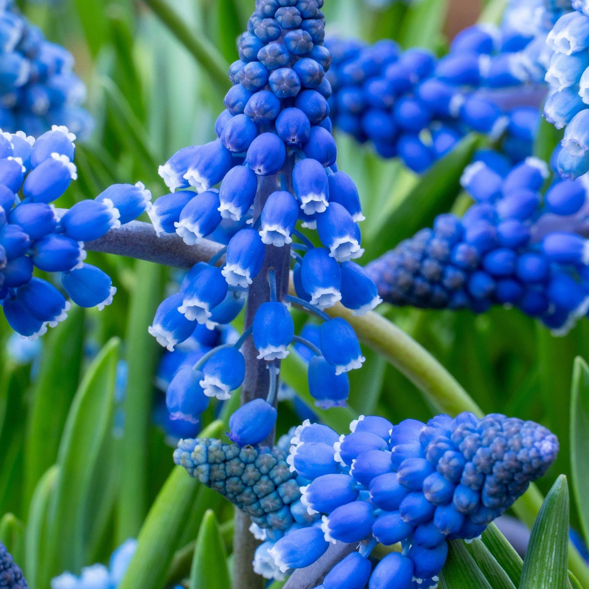 PLANT IN A BOX Muscari d'Arménie - Set de 100 - Muscari armeniacum - Bulbes à fleurs - Bleu