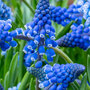 Voir la diapositive 3 : PLANT IN A BOX Muscari d'Arménie - Set de 100 - Muscari armeniacum - Bulbes à fleurs - Bleu