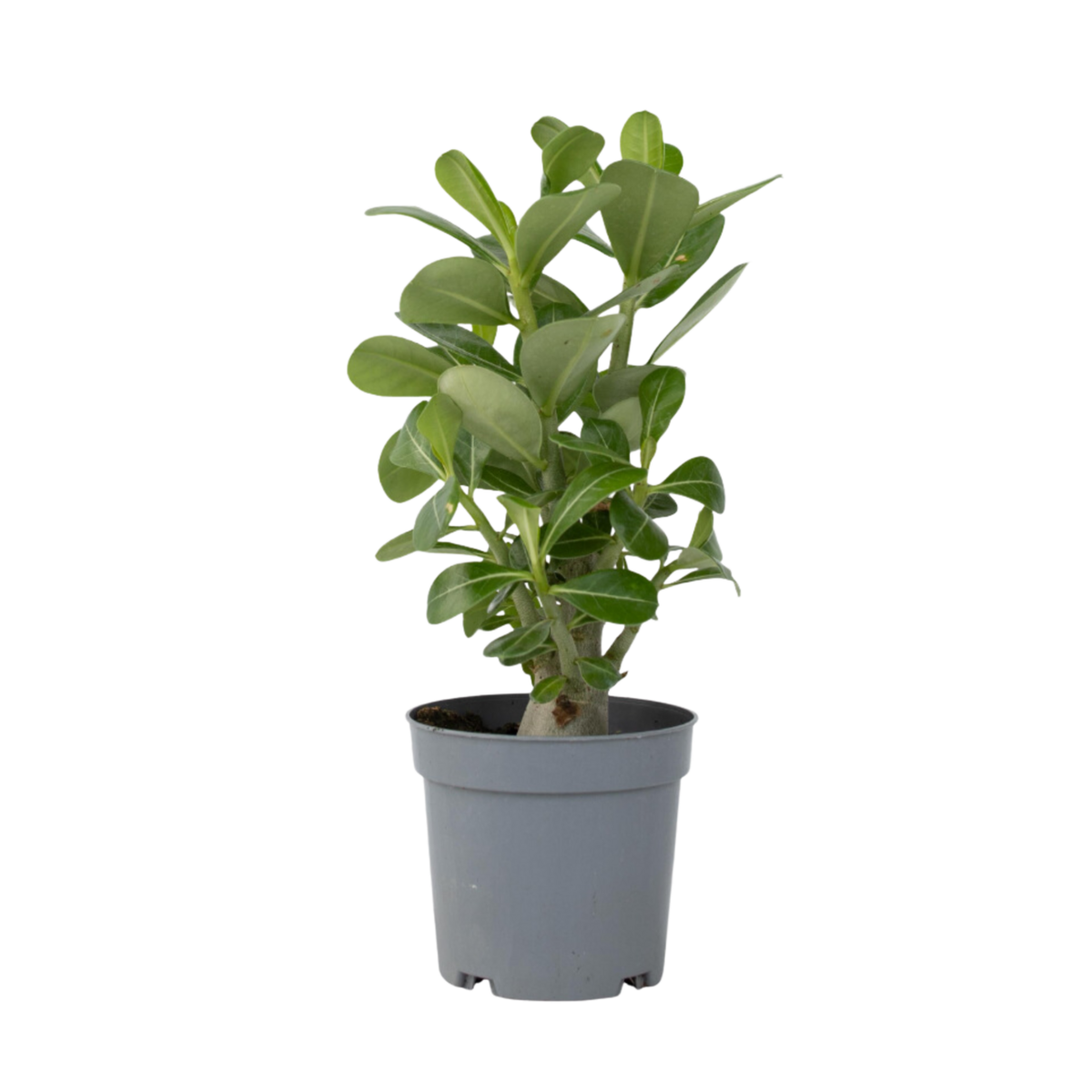 PLANT IN A BOX Rose du désert - Adenium obesum - Hauteur 25-40cm - ⌀10,5cm