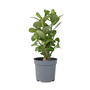Voir la diapositive 1 : PLANT IN A BOX Rose du désert - Adenium obesum - Hauteur 25-40cm - ⌀10,5cm