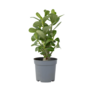 Voir la diapositive 1 : PLANT IN A BOX Rose du désert - Adenium obesum - Hauteur 25-40cm - ⌀10,5cm