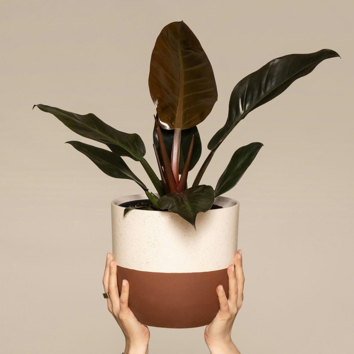 PLANT IN A BOX Plante verte - Philodendron 'Imperial Red' - Hauteur 50cm - ⌀19cm