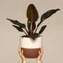 Voir la diapositive 3 : PLANT IN A BOX Plante verte - Philodendron 'Imperial Red' - Hauteur 50cm - ⌀19cm