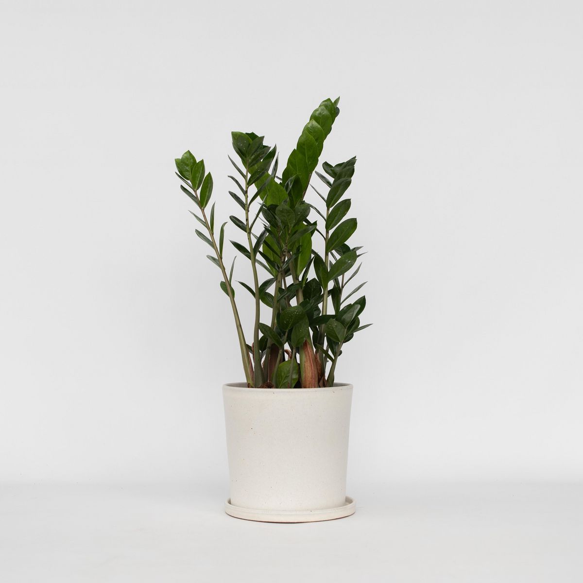 PLANT IN A BOX Plante ZZ - Zamioculcas Zamiifolia - Hauteur 55-65cm - ⌀17cm