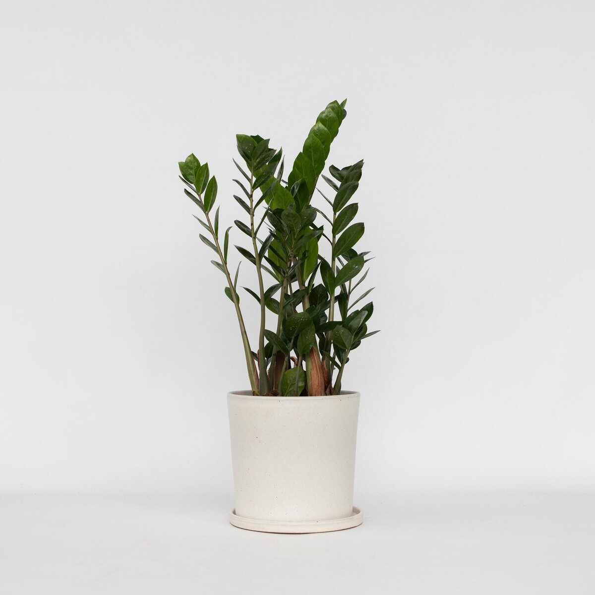 PLANT IN A BOX Plante ZZ - Zamioculcas Zamiifolia - Hauteur 55-65cm - ⌀17cm