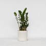 Voir la diapositive 6 : PLANT IN A BOX Plante ZZ - Zamioculcas Zamiifolia - Hauteur 55-65cm - ⌀17cm