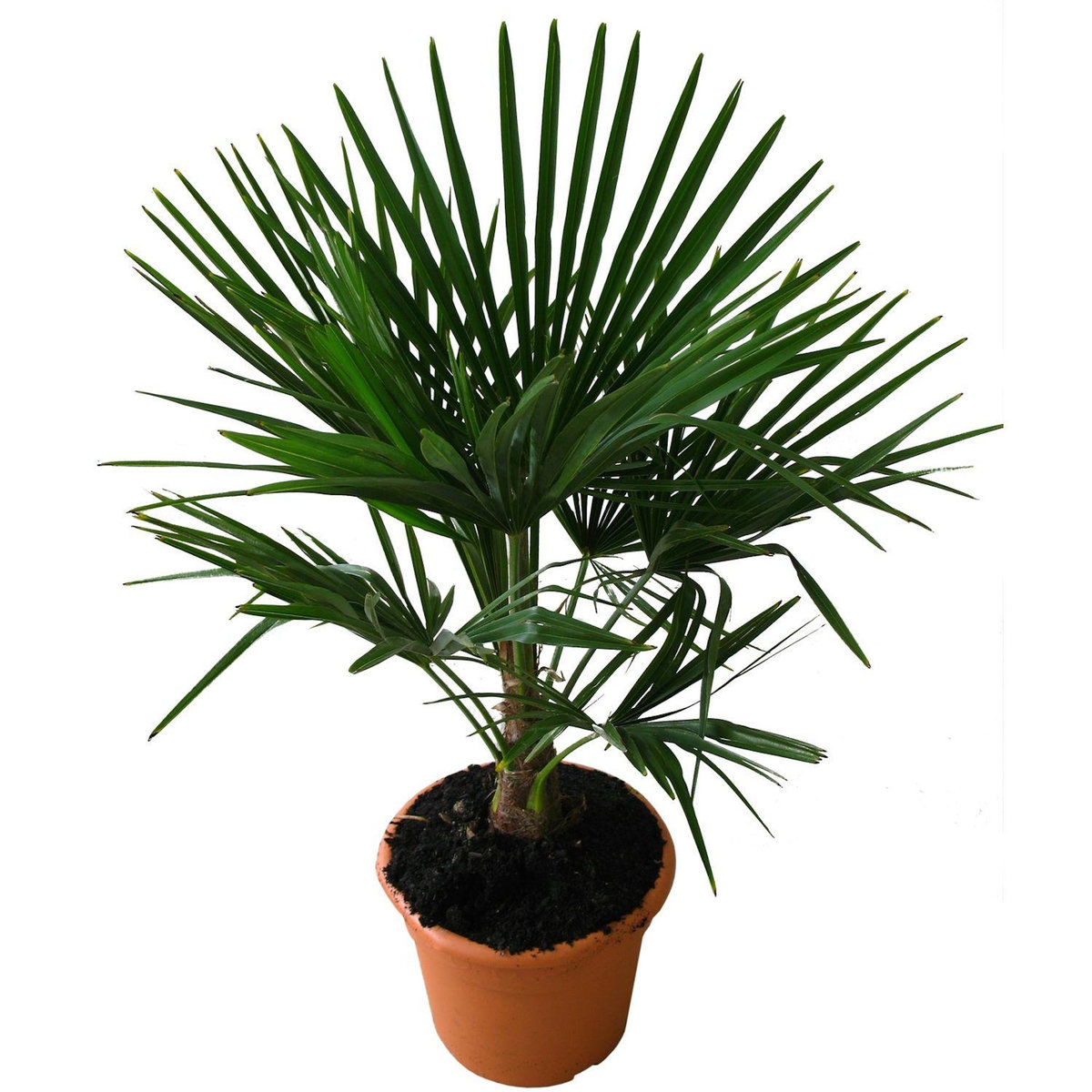 Palmier Chamaerops Excelsa 10L