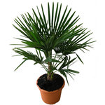 Palmier Chamaerops Excelsa 10L