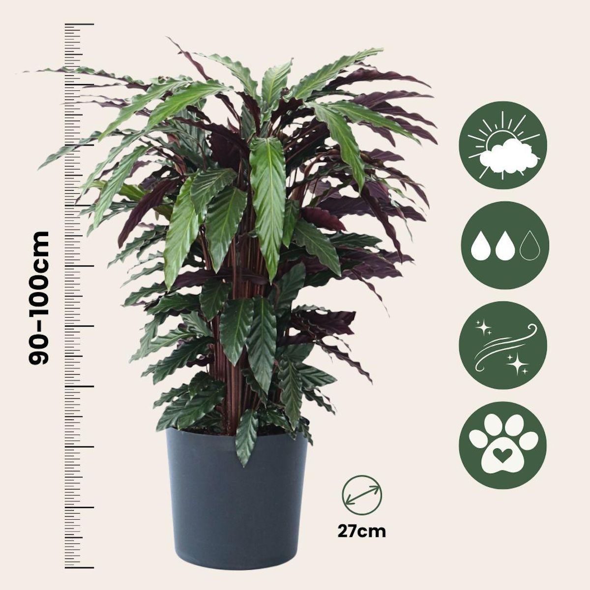 PLANT IN A BOX Calathée - Calathea 'Wavestar' - Hauteur 90cm - ⌀27cm