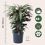 Voir la diapositive 2 : PLANT IN A BOX Calathée - Calathea 'Wavestar' - Hauteur 90cm - ⌀27cm