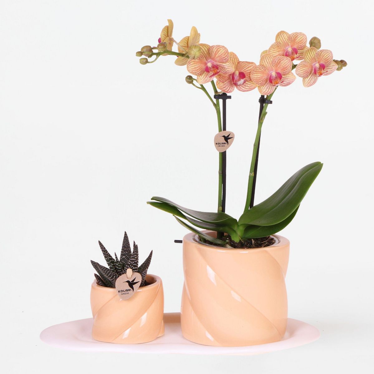 PLANT IN A BOX Coffret cadeau orchidée 'Orange S' - Phalaenopsis - Hauteur 30cm