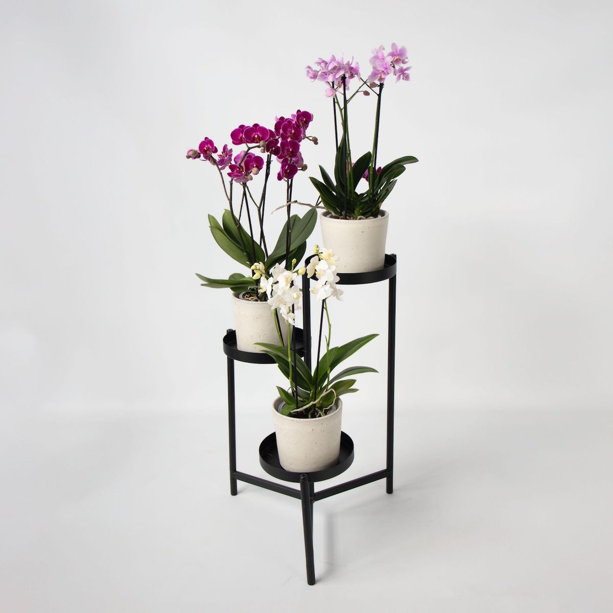 PLANT IN A BOX Orchidée Phalaenopsis - x3 - Phalaenopsis Multiflora - Hauteur 35-45cm - ⌀12cm