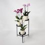 Voir la diapositive 4 : PLANT IN A BOX Orchidée Phalaenopsis - x3 - Phalaenopsis Multiflora - Hauteur 35-45cm - ⌀12cm