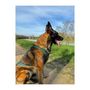 Voir la diapositive 4 : Harnais de traction pour chien - OLYMPIA - M - Type X-back - Bleu