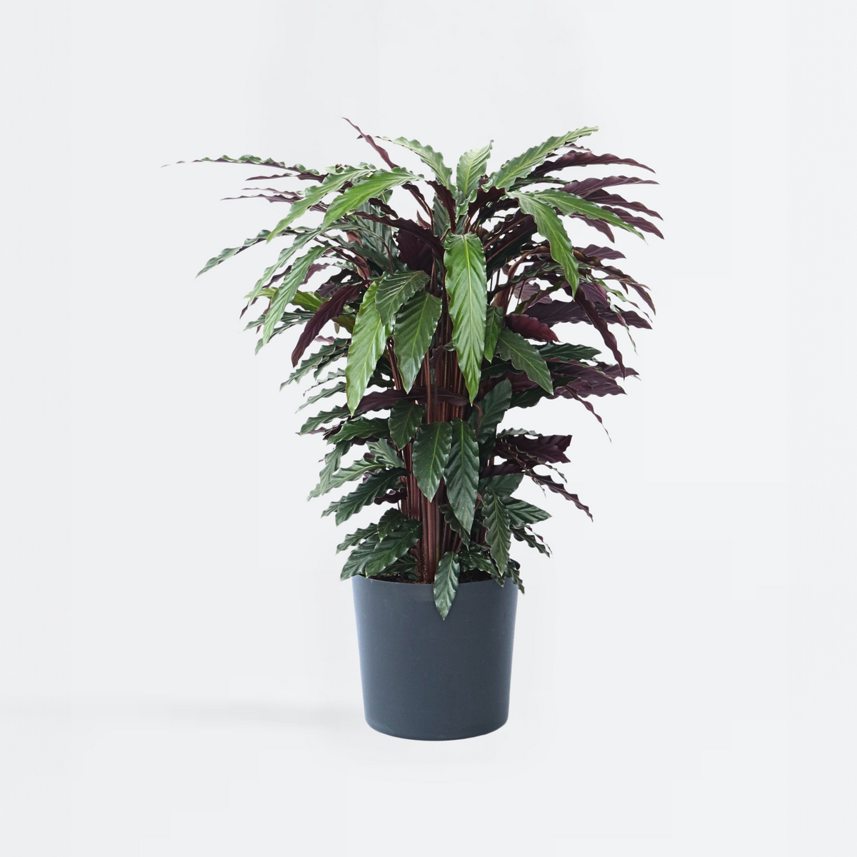 PLANT IN A BOX Calathée - Calathea 'Wavestar' - Hauteur 90cm - ⌀27cm