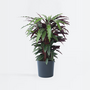 Voir la diapositive 6 : PLANT IN A BOX Calathée - Calathea 'Wavestar' - Hauteur 90cm - ⌀27cm