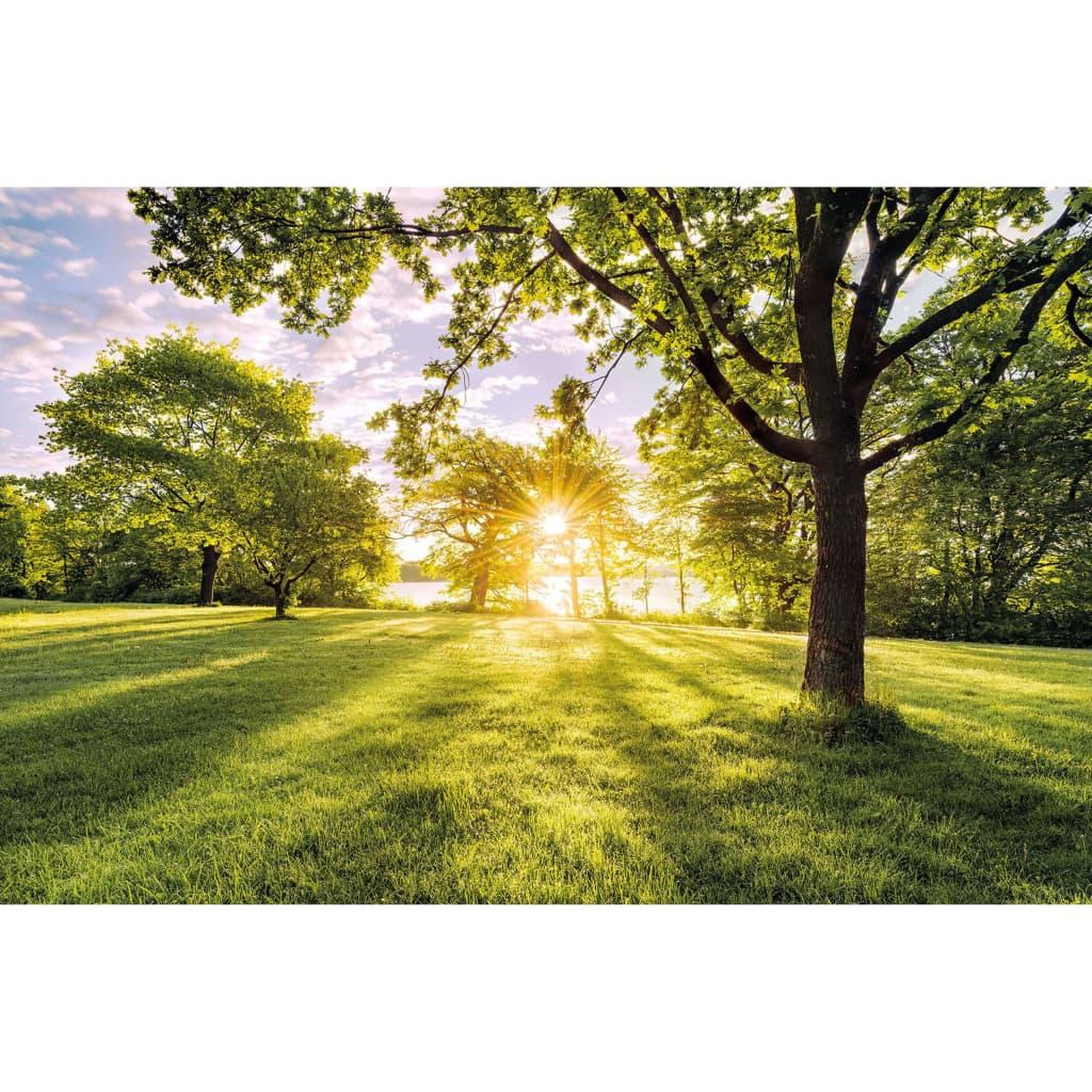 Voir la diapositive 2 : Komar Komar Papier peint photo Golden Moment 400x250 cm