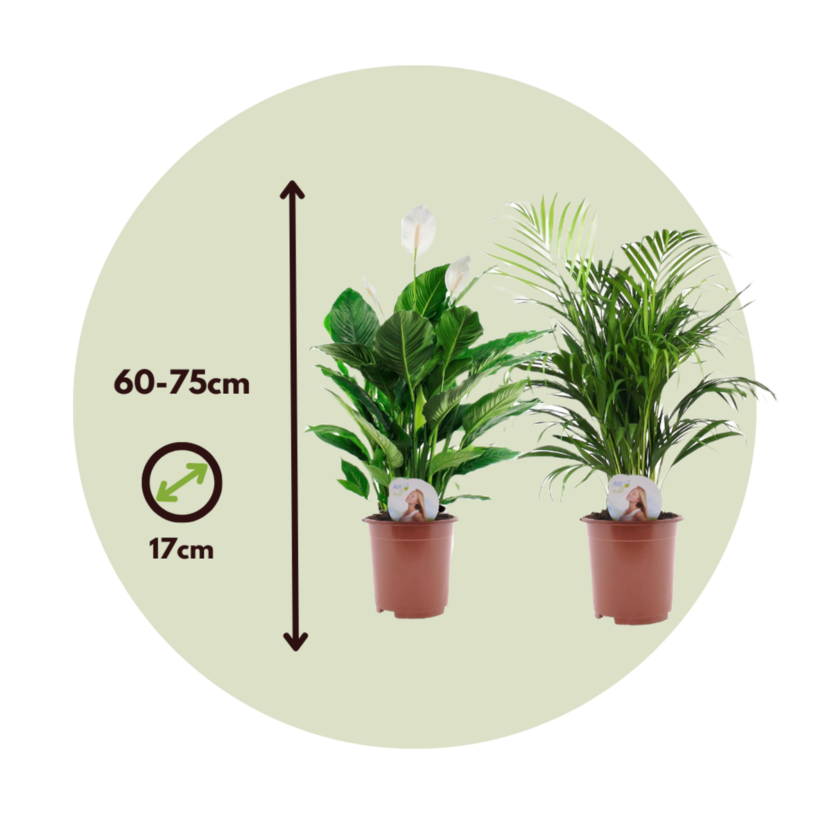 PLANT IN A BOX Mélange de plantes d'intérieur - Set de 2 - Hauteur 60-75cm - ⌀17cm