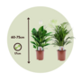 Voir la diapositive 2 : PLANT IN A BOX Mélange de plantes d'intérieur - Set de 2 - Hauteur 60-75cm - ⌀17cm