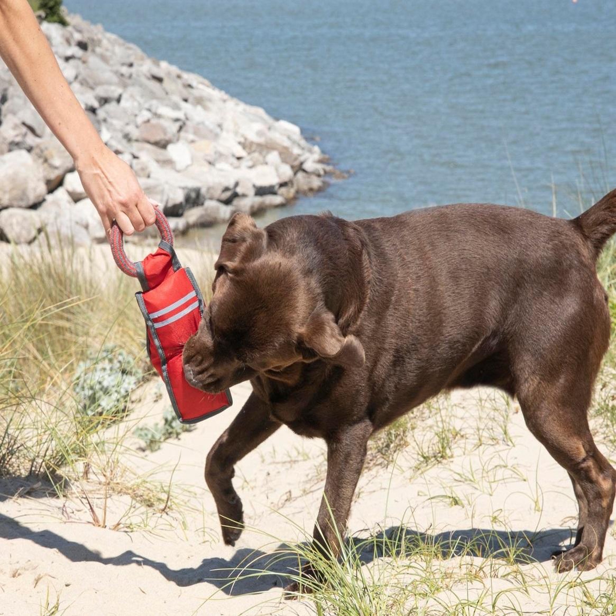 Voir la diapositive 4 : Eden Jeu d entrainement pour chien design et moderne
