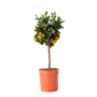 Voir la diapositive 1 : PLANT IN A BOX Citronnier - Citrus mitis 'Calamondin' - Hauteur 55-65cm - ⌀19cm