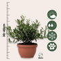 Voir la diapositive 2 : PLANT IN A BOX Olivier - Olea europaea - Hauteur 30-40cm - ⌀21cm