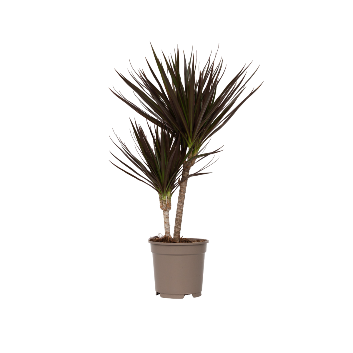 PLANT IN A BOX Dragonnier - Dracaena marginata 'Magenta' - Hauteur 70-80cm - ⌀17cm