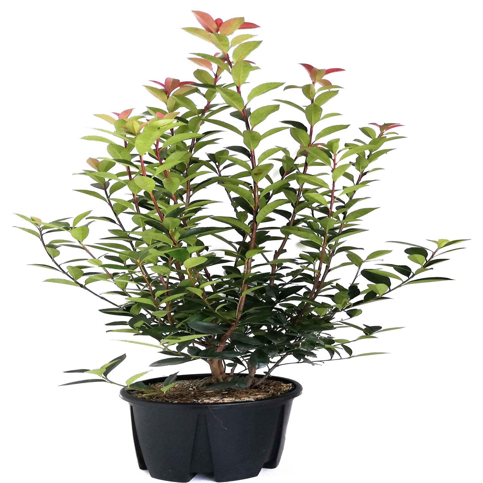 Photinia Fraseri Robusta Compacta - Pot de 9L - H/60-80cm