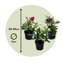 Voir la diapositive 2 : PLANT IN A BOX Rose de Noël - Set de 6 - Helleborus orientalis - Hauteur 20-30cm - ⌀12cm