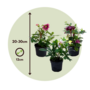 Voir la diapositive 2 : PLANT IN A BOX Rose de Noël - Set de 6 - Helleborus orientalis - Hauteur 20-30cm - ⌀12cm