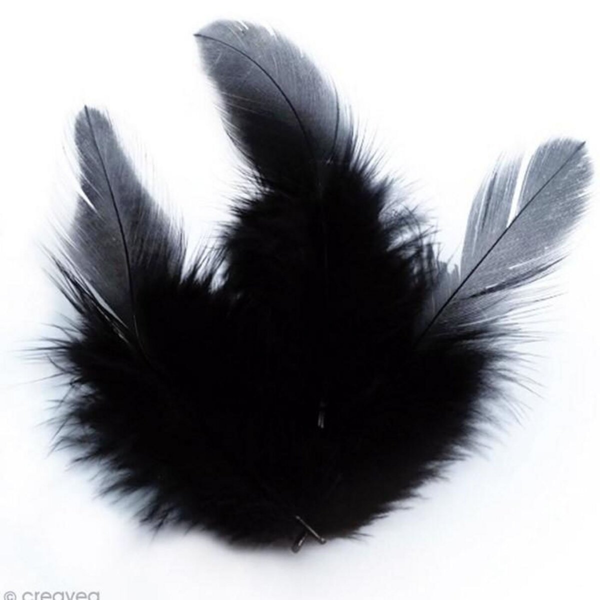 Graine créative Plumes de coq 10 cm - noir