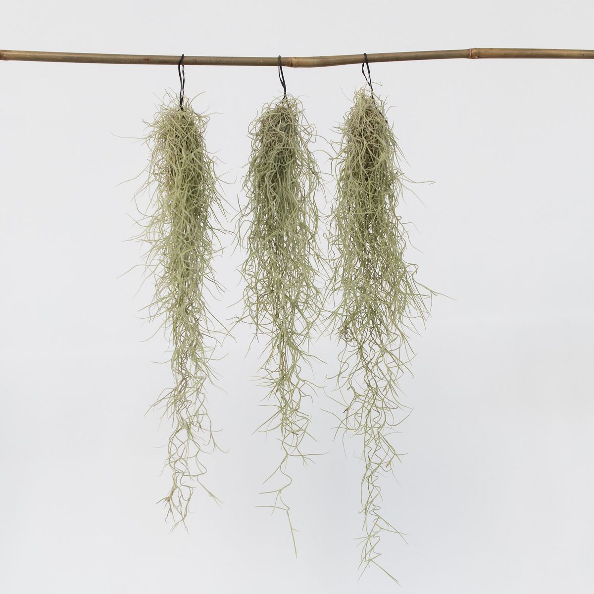 PLANT IN A BOX Mousse espagnole - Set de 3 - Tillandsia usneoides - Hauteur 25-40cm - ⌀5cm