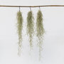 Voir la diapositive 6 : PLANT IN A BOX Mousse espagnole - Set de 3 - Tillandsia usneoides - Hauteur 25-40cm - ⌀5cm
