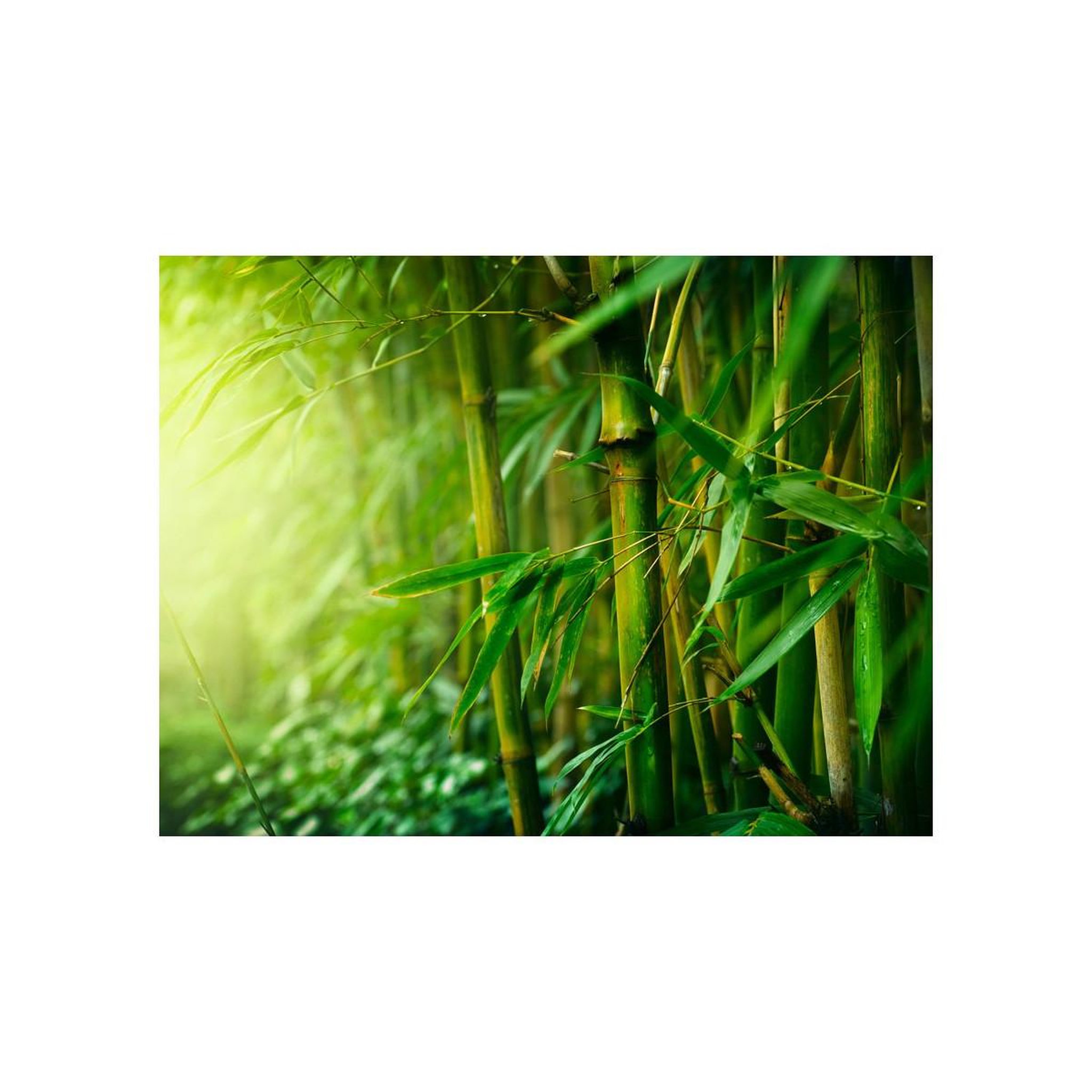 Voir la diapositive 2 : Paris Prix Papier Peint  Jungle Bambou